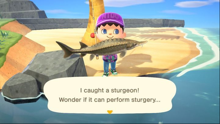Capturing a rare specimen can give you much satisfaction - and a biscuit! - ACNH: Fish - how to catch? - Items - Animal Crossing New Horizons Guide