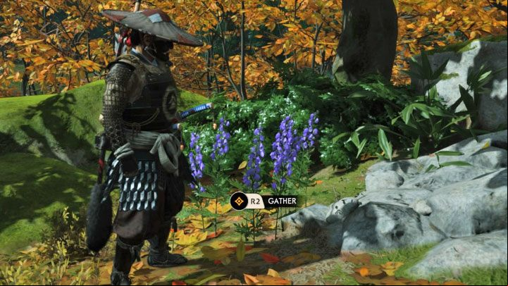 One of the aforementioned exceptions are the purple and orange flowers, which become available to gather once you unlock the blowgun thanks to the progress in the main story - Ghost of Tsushima: Crafting guide - Basics - Ghost of Tsushima Guide, Walkthrough