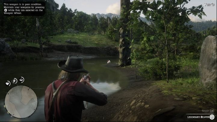 One accurate shot, no matter what weapon, will kill the animal - Red Dead Redemption 2: Legendary Beaver - maps, tips - Legendary Animals - Red Dead Redemption 2 Guide