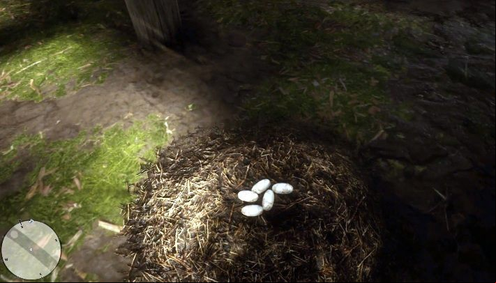 25 Gator Eggs - alligator eggs can be found in the area marked on the screen above - Red Dead Redemption 2: Exotic items - all jobs, maps, locations, tips - Secrets and collectibles - Red Dead Redemption 2 Guide